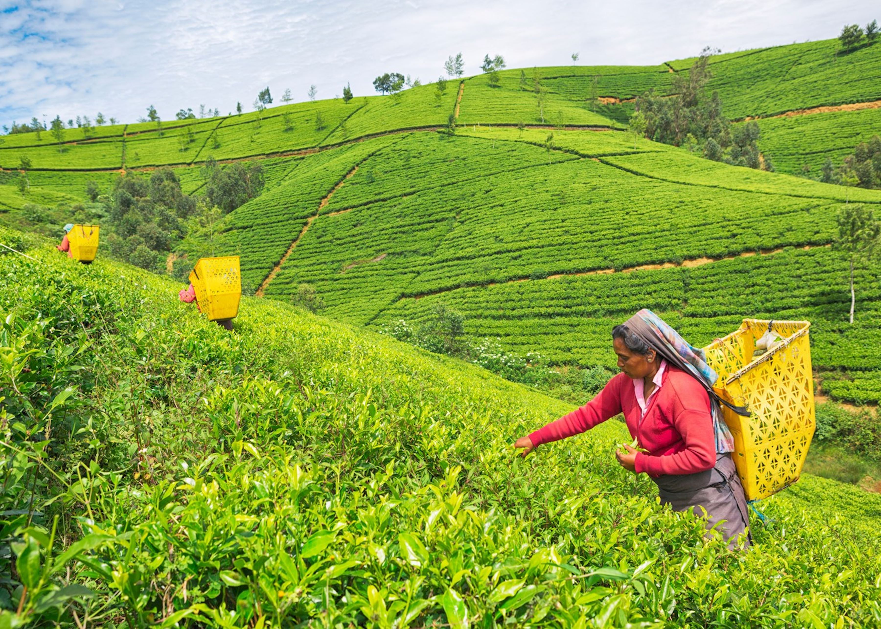 Nuwara Eliya Hill Country Sri Lanka