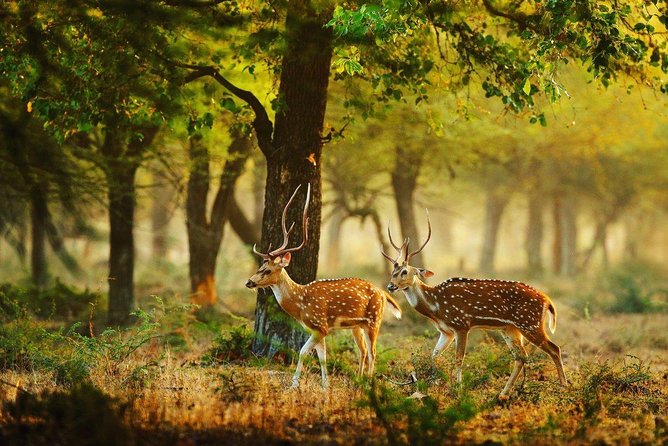 Wilpattu National Park